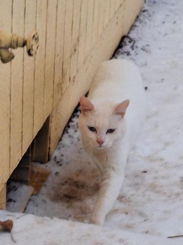 Lost Female Cat last seen Madras st se, Salem, OR 97306
