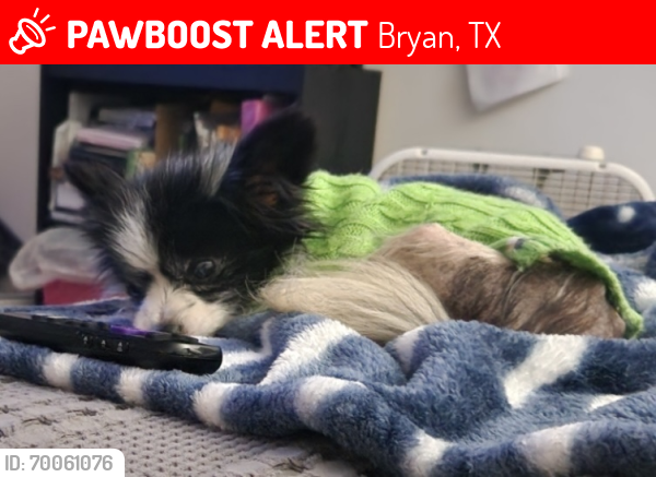 Lost Male Dog last seen W. Briargate area Bryan tx , Bryan, TX 77802