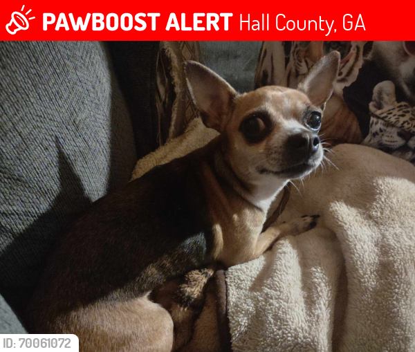 Lost Female Dog last seen Tadmore park, Hall County, GA 30507