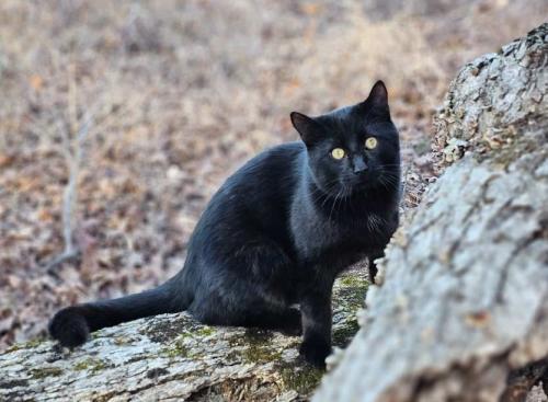 Lost Male Cat last seen Copart on 601, Joyner Rd, Parks Lafferty Rd, Flowers Store Rd, Mt. Pleasant Rd, Concord, NC 28025