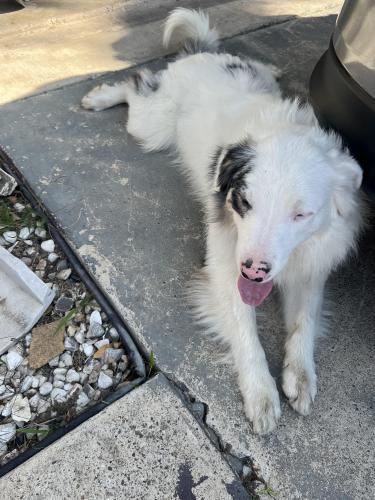Lost Female Dog last seen Ventura La Carreta, Brownsville, TX 78526