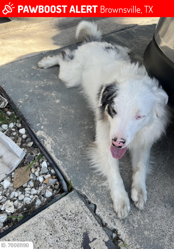 Lost Female Dog last seen Ventura La Carreta, Brownsville, TX 78526
