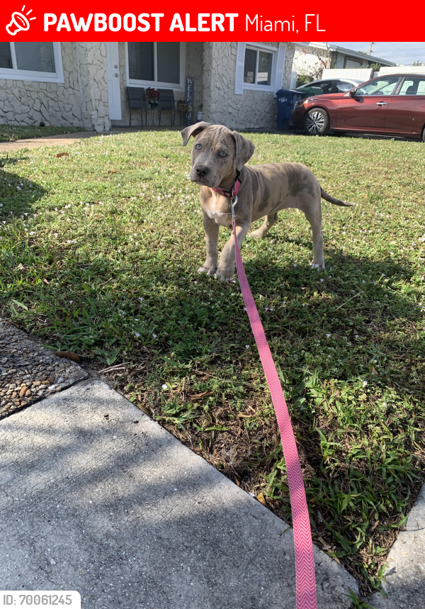Lost Female Dog last seen Location, Miami, FL 33150