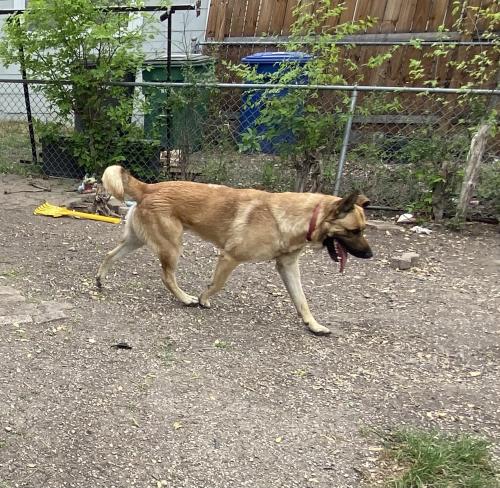 Lost Male Dog last seen Zarzamora culebra Woodlawn lake, San Antonio, TX 78201