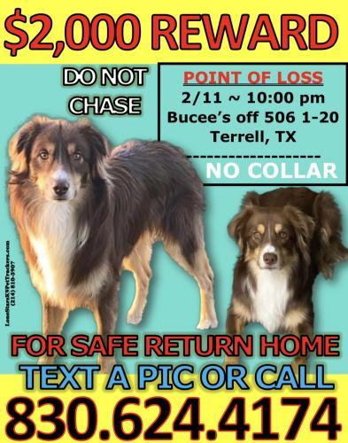 Lost Male Dog last seen Lost at Bucee’s in Terrell, TX, Terrell, TX 75160