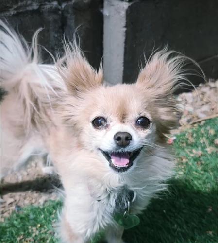 Lost Female Dog last seen 98th and Gibson , Albuquerque, NM 87121