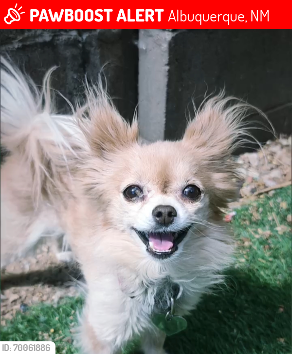 Lost Female Dog last seen 98th and Gibson , Albuquerque, NM 87121