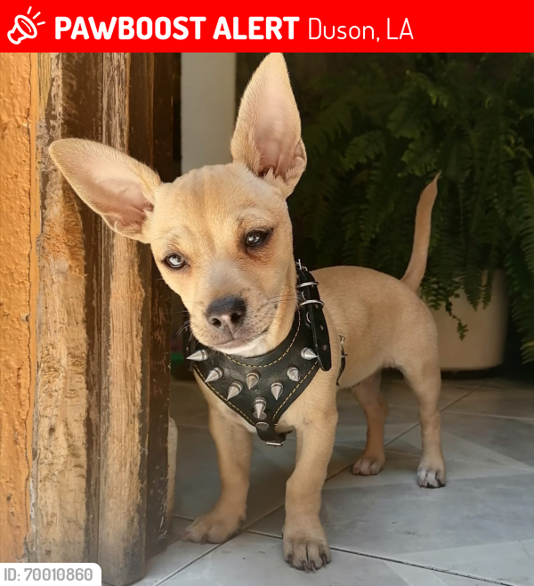 Lost Male Dog last seen Near HUTCHINSON RD, Duson, LA 70529