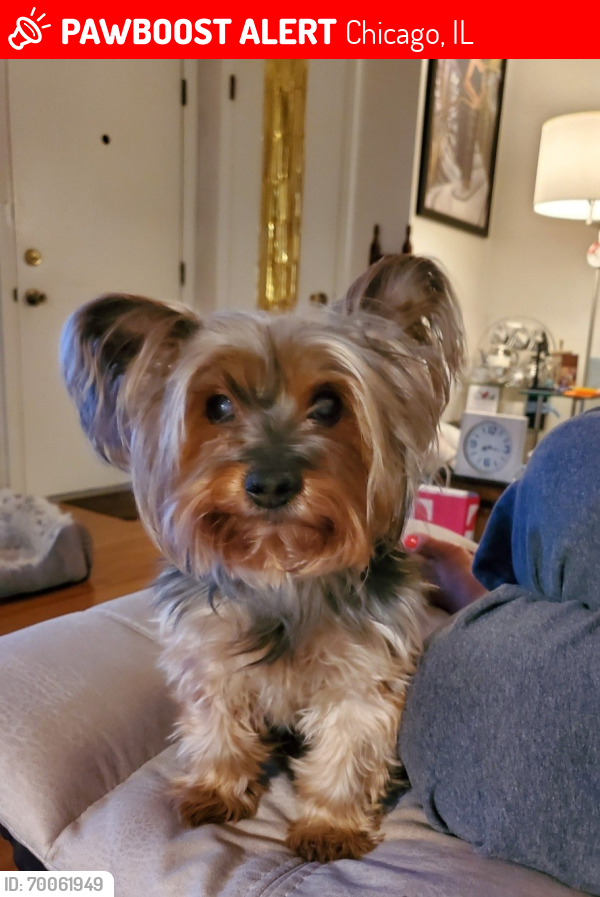 Lost Female Dog last seen 97th & King Drive, Chicago, IL 60619