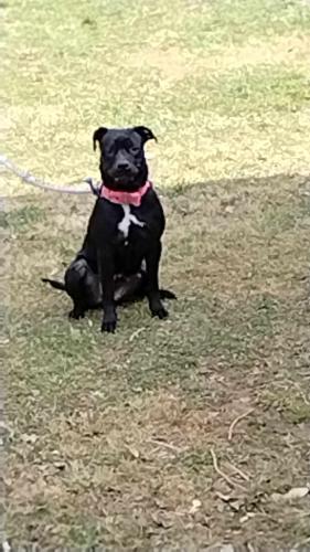 Lost Female Dog last seen hses, Smiths Grove, KY 42171