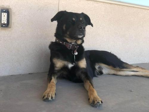 Lost Male Dog last seen Road 3000 and road 3665, Aztec, NM 87410