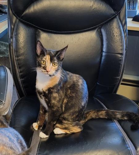 Lost Female Cat last seen Bowie Hop Road and Route 4, Huntingtown, MD 20639