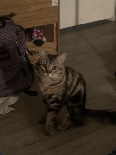 Lost Male Cat last seen Rural and Guadalupe , Tempe, AZ 85283