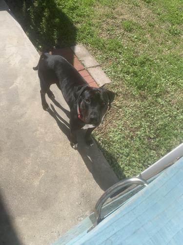 Lost Male Dog last seen Cutoff rd , Port Aransas, TX 78373