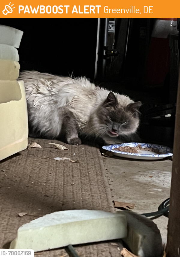 Found/Stray Male Cat last seen Near, Greenville, DE 19807