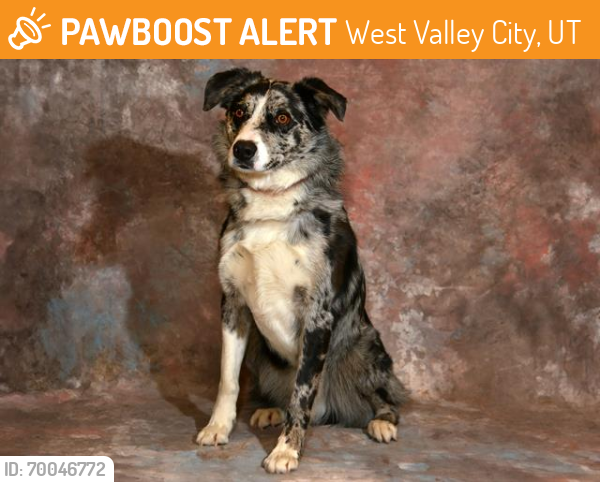Shelter Stray Male Dog last seen Near BLOCK W MEADOWBROOK DR, WEST VALLEY CITY UT 84119, West Valley City, UT 84120