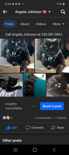 Lost Male Cat last seen Queen St East, Blakewood, Carroll St, Reid St, Fikewood St, Vance, Hes and Inside Cat he got out , Wilson, NC 27893