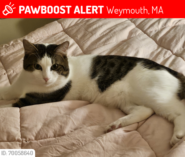 Lost Male Cat last seen Pleasant and Raymond St Weymouth, MA, Weymouth, MA 02189