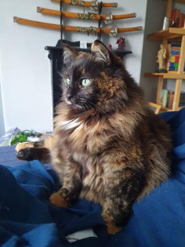 Lost Female Cat last seen Hughes St, Cloister st., Greater Manchester, England BL1 3EZ