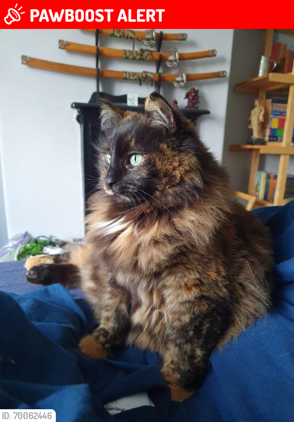 Lost Female Cat last seen Hughes St, Cloister st., Greater Manchester, England BL1 3EZ