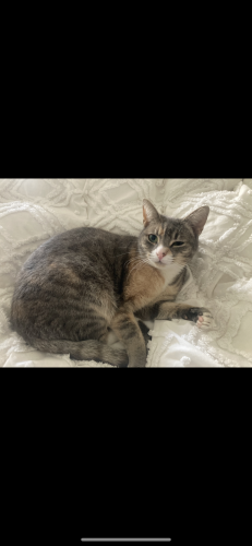 Lost Female Cat last seen cole’s williamstown , Williamstown, VIC 3016