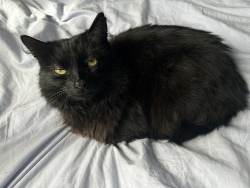 Lost Male Cat last seen Queens square, Hertfordshire, England HP2