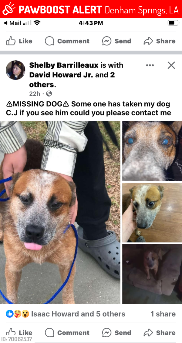 Lost Male Dog last seen Near Millican drive , Denham Springs, LA 70726