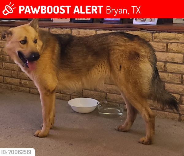 Lost Male Dog last seen Texas Ave & Russell Dr., Bryan, TX 77803