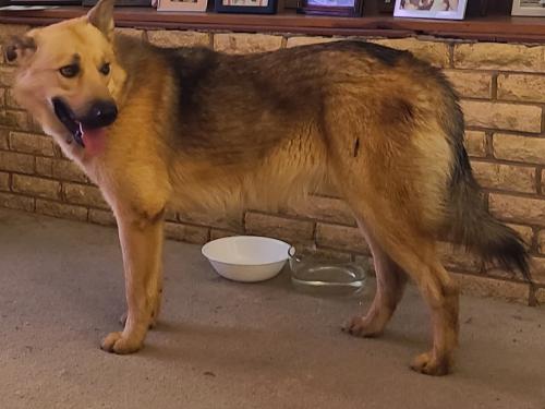 Lost Male Dog last seen Texas Ave & Russell Dr., Bryan, TX 77803