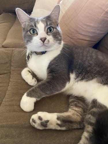 Lost Male Cat last seen Mountain View , Fort Mohave, AZ 86426