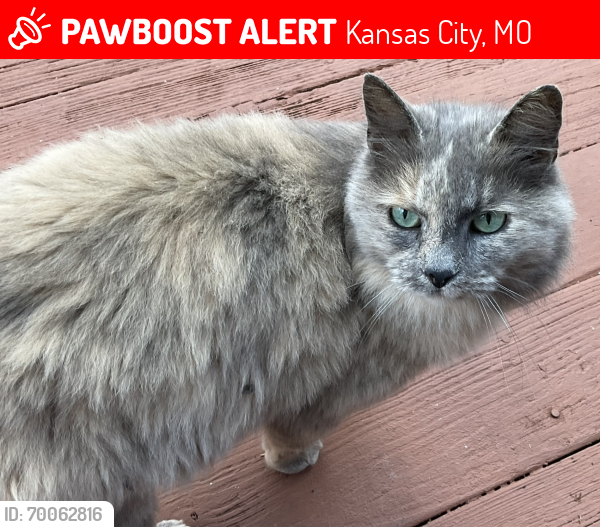Lost Female Cat last seen 99th and Eastern, Kansas City, Missouri, 64134, Kansas City, MO 64134