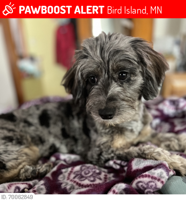 Lost Female Dog last seen 10th & Elm, Bird Island, MN 55310