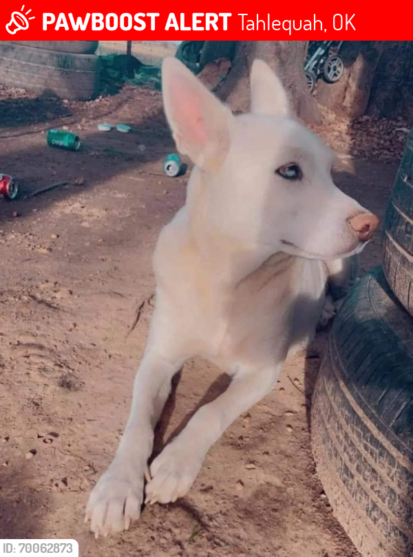 Lost Female Dog last seen Del rancho, the venue or xpress stop on west Willis road, Tahlequah, OK 74464