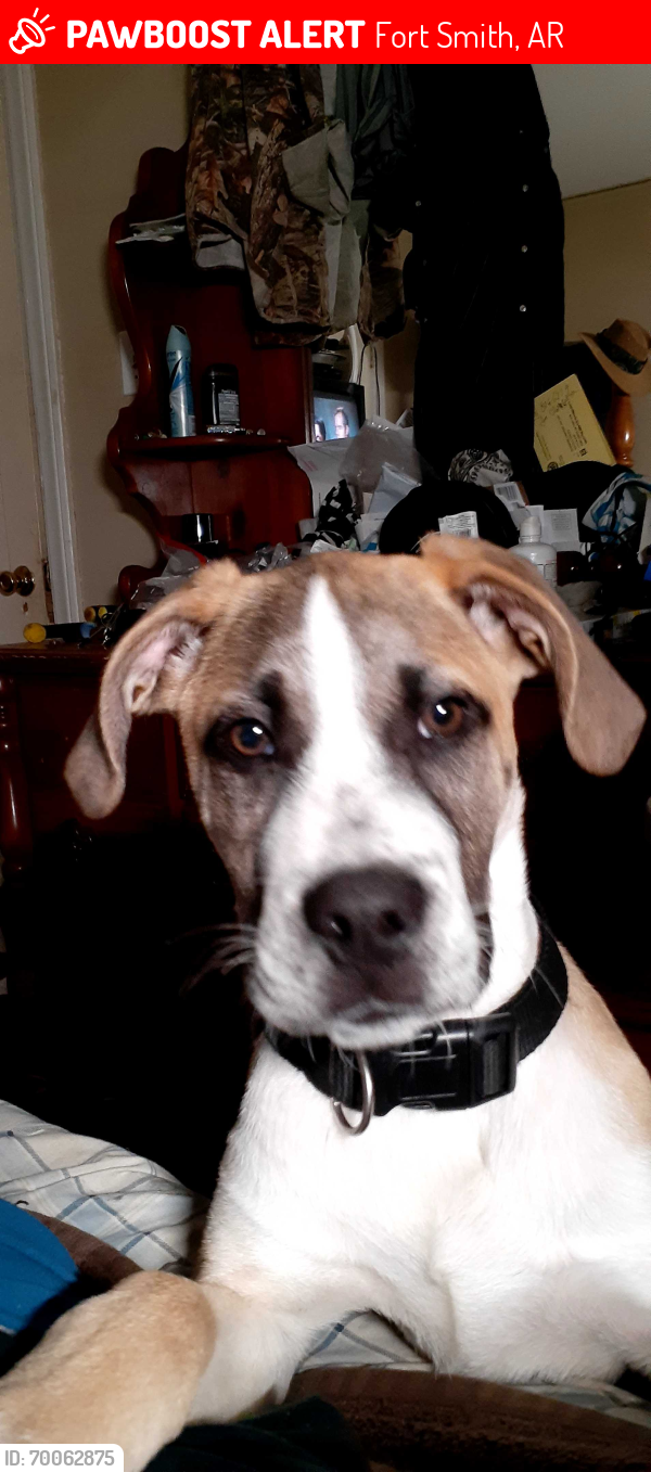 Lost Male Dog last seen TEC Staffing on Rogers Avenue , Fort Smith, AR 72902