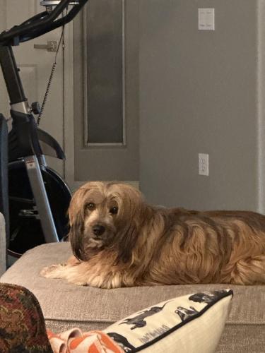 Lost Female Dog last seen W Ajo hwy and S Camino verde, Tucson, AZ 85757