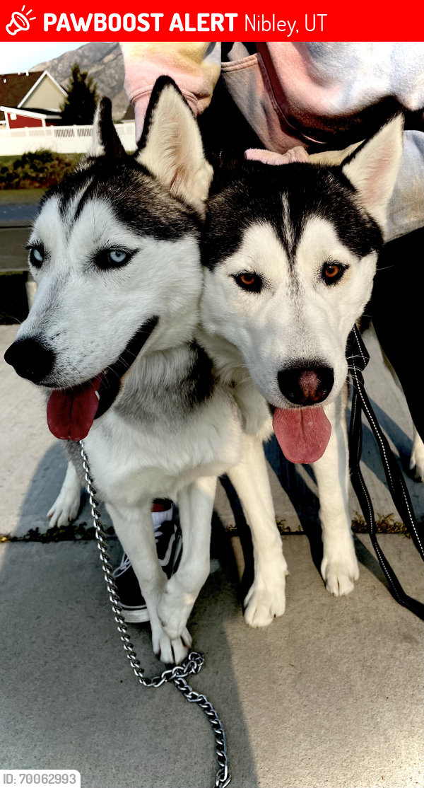 Nibley, UT Lost Female Dog, Velvet Is Missing PawBoost