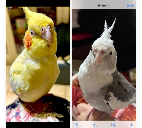 Lost Male Bird last seen Apollo Rd Taylor’s lakes, Taylors Lakes, VIC 3038