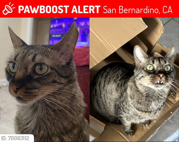 Lost Male Cat last seen Last seen  on Tippecanoe Ave in between Baseline and Pacific, San Bernardino, CA 92404