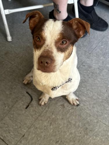 Lost Male Dog last seen Kino & Ajo, Tucson, AZ 85713