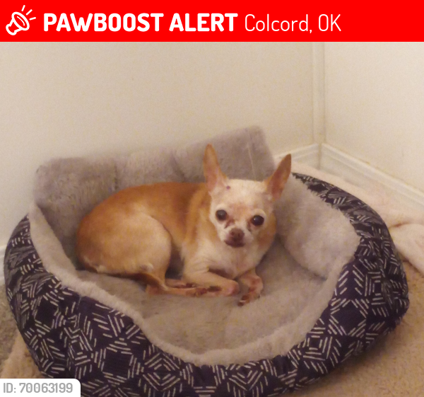 Lost Female Dog last seen Near s Spencer st and hwy 116, Colcord, OK 74338