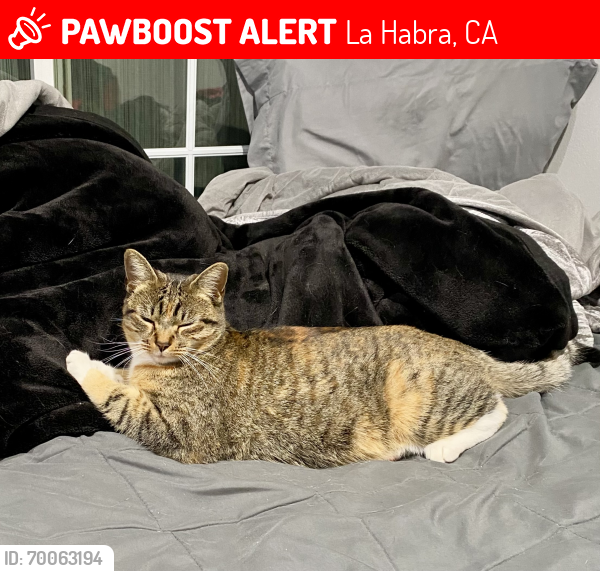 Lost Female Cat last seen First and Lambert blvd , La Habra, CA 90631