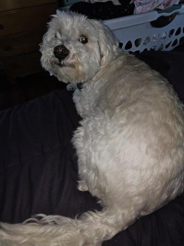 Lost Male Dog last seen Hwy 22 and Cherry hill lane , Polk County, OR 97304