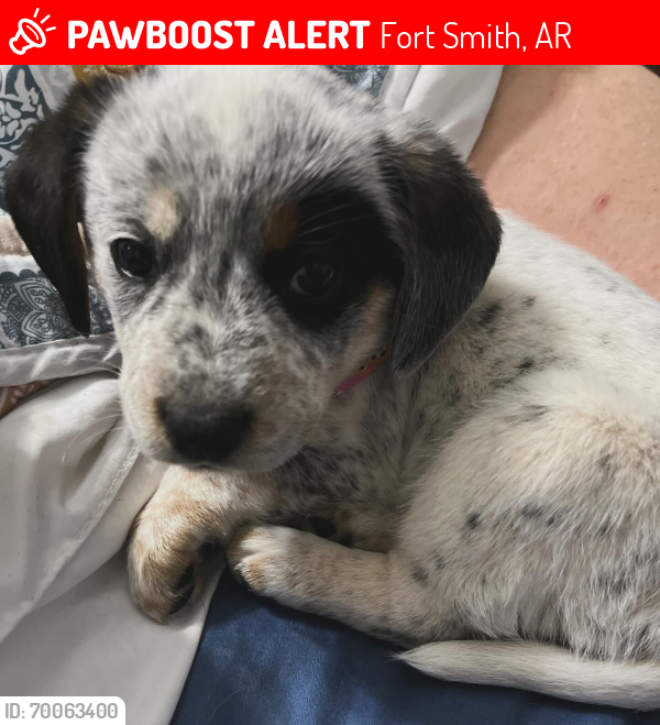 Lost Female Dog last seen Harvard Way and Texas Road, Fort Smith, AR 72908