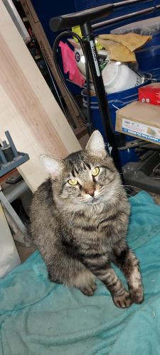 Lost Male Cat last seen Speedway / Wilmot (behind Bookmans), Tucson, AZ 85712