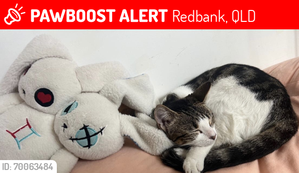 Lost Female Cat last seen Mine st, train station side of the highway next to Redbank plaza , Redbank, QLD 4301