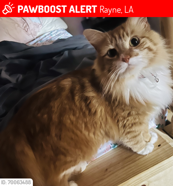 Lost Female Cat last seen Rayne , Rayne, LA 70578