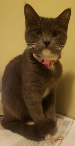 Lost Female Cat last seen Harbor and South , Anaheim, CA 92805