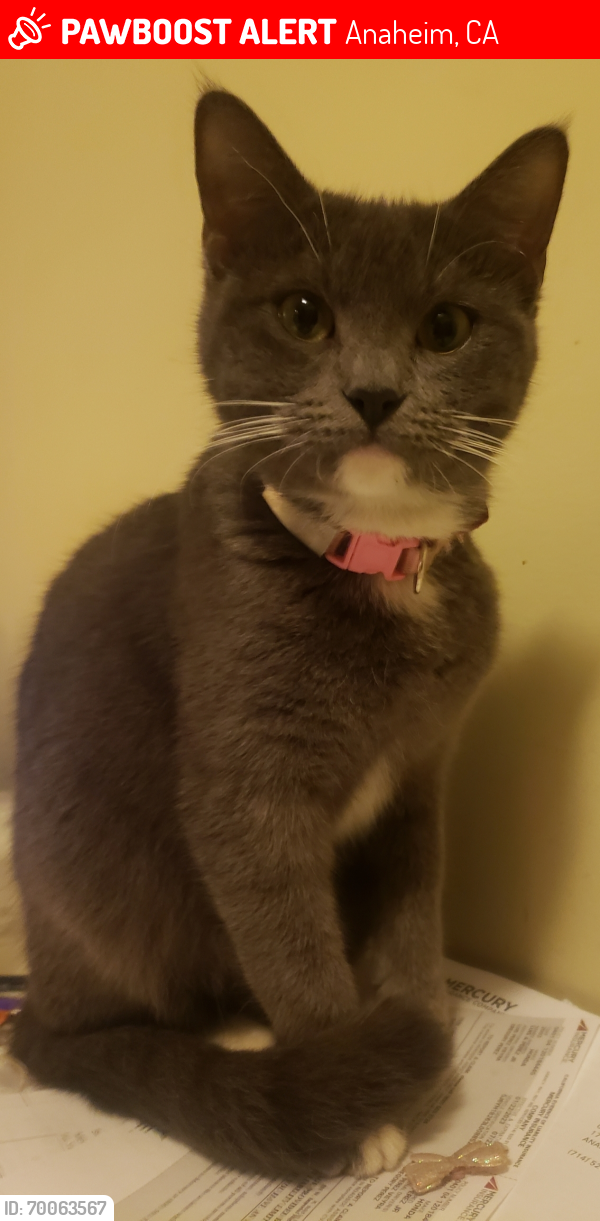 Lost Female Cat last seen Harbor and South , Anaheim, CA 92805