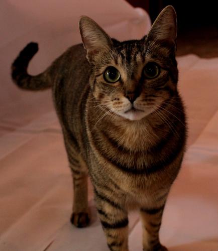 Lost Female Cat last seen The village at fountain lakes near the waffle hse, Gonzales, LA 70737