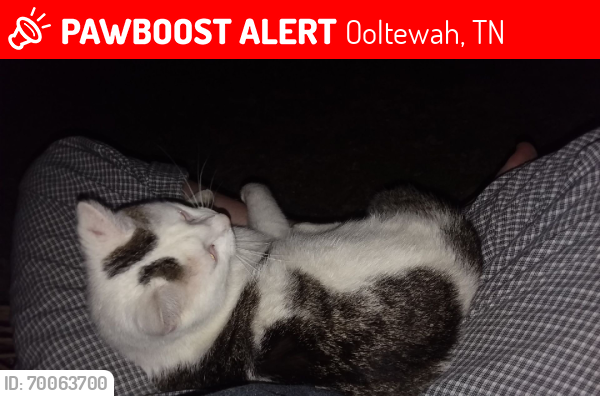 Lost Male Cat last seen Town & Country Mart HWY 58, Ooltewah, TN 37363